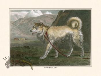 TSR Greenland Dog